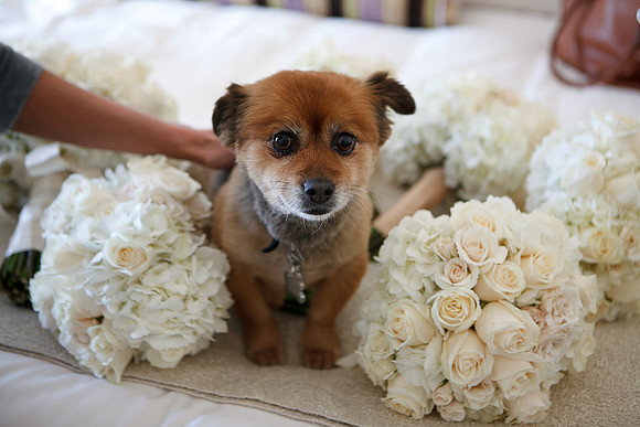 Bridal Party Bouquets with Dog